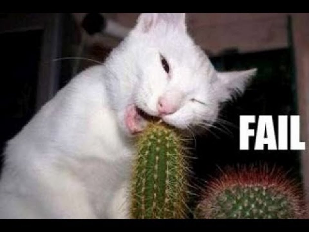 Cat Trying To Eat Cactus Funny Animal