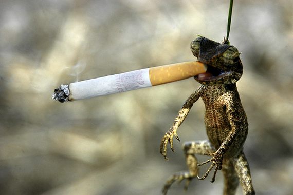 Chameleon Smoking Funny Animal Image