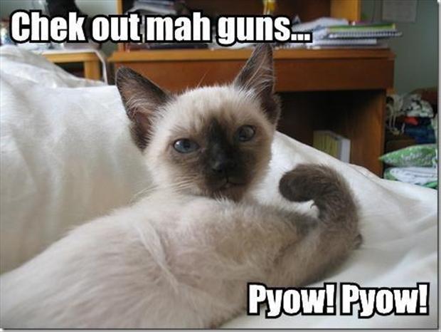 Check Out Mah Guns Funny Cat Picture