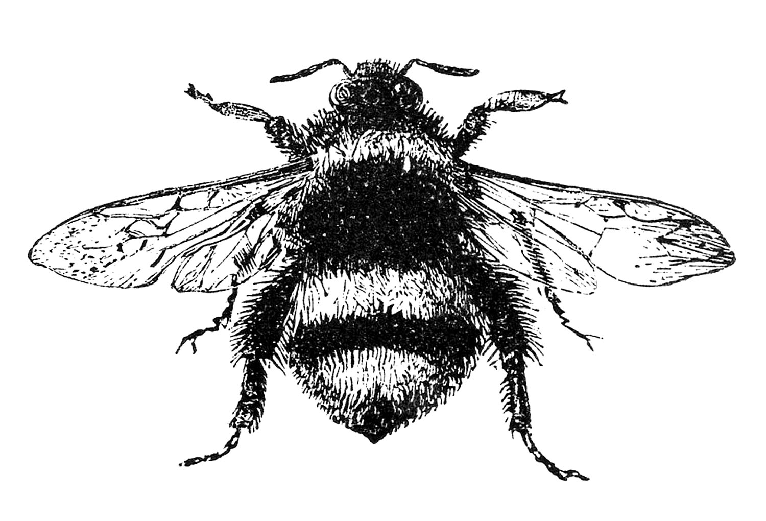 Classic Black And White Flying Bumblebee Tattoo Design