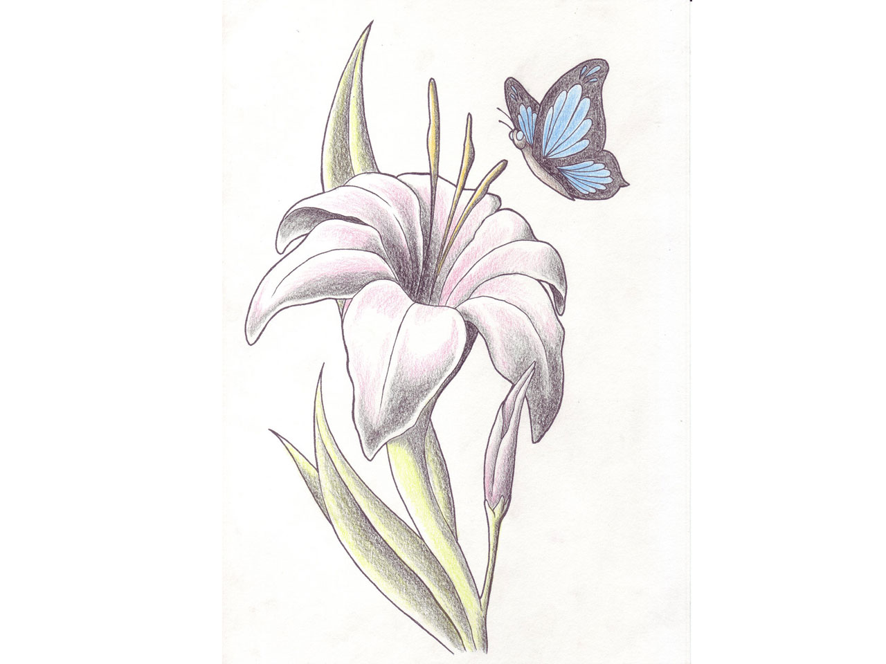 Classic Lily Flower With Butterfly Tattoo Design