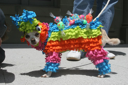 Colorful Funny Costume For Pet