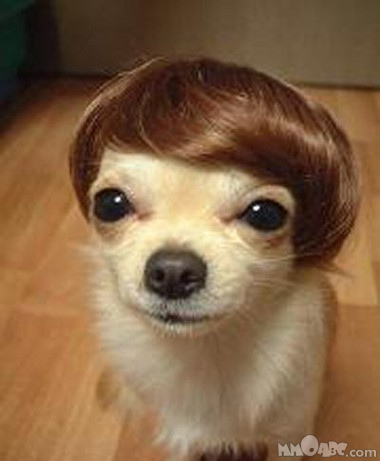 Cute Dog With Funy Hairstyle Picture