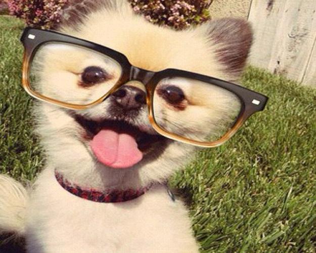 Cute Dog With Glasses Funny Picture