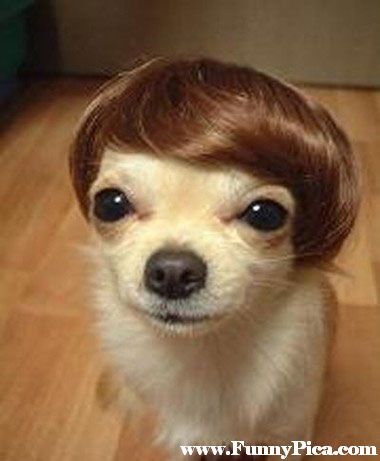 Cute Funny Dog With Funny Hairstyle