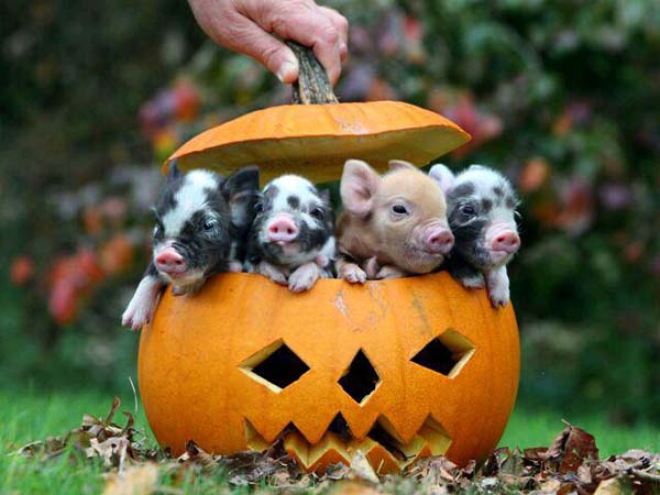 Cute Little Pigs In Pumpkin Funny Image