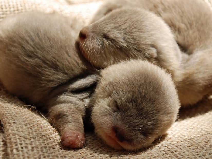 Cute Little Puppies Sleeping Funny Photo