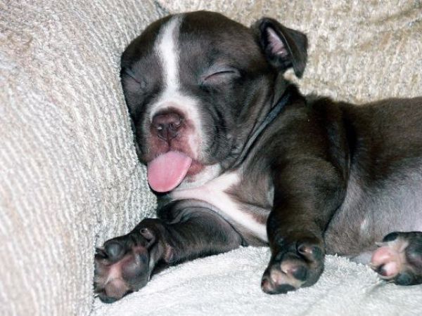 Cute Puppy Sleeping With Tongue Out Funny Picture