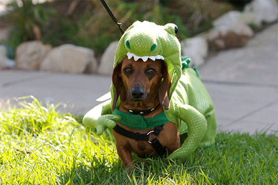 Dinasour Funny Costume For Pet