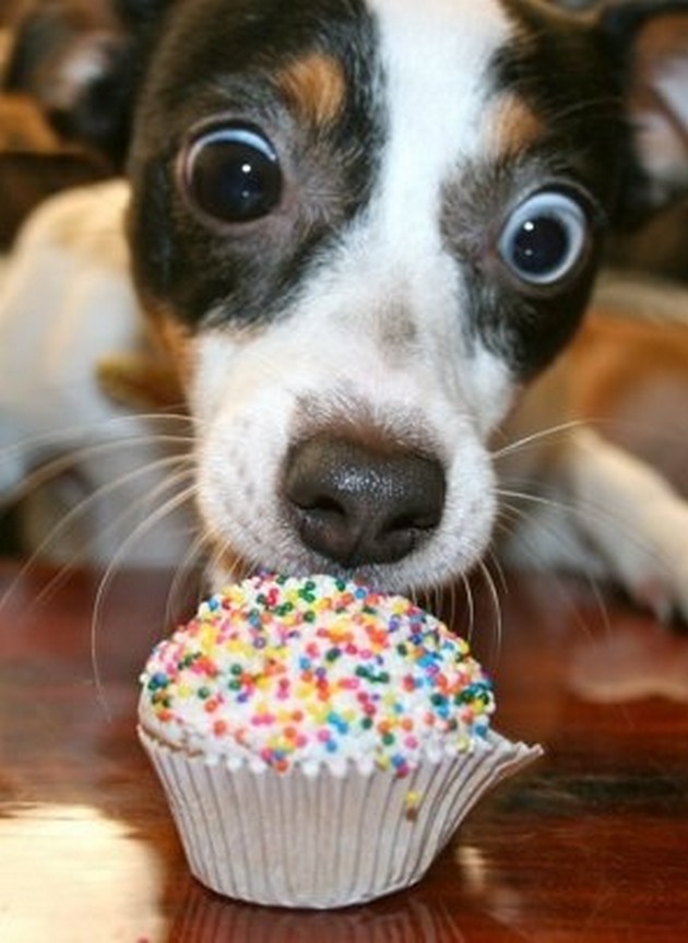 Dog Having A Cupcake Funny Picture