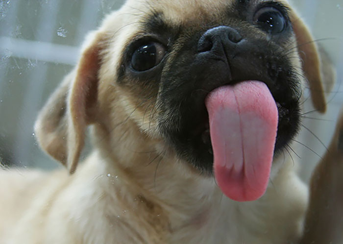 Dog Licking Glass Funny Animal Picture