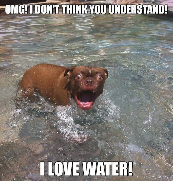 Dog Love Water Funny Picture