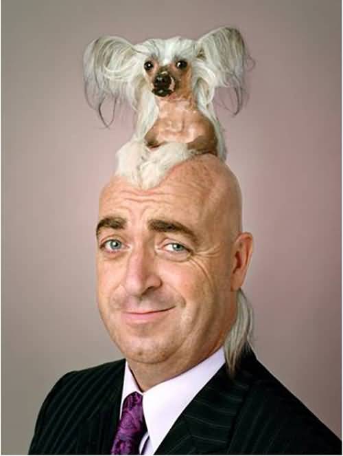 Dog On Head Funny Haircut Picture