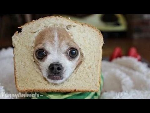 Dog Sandwich Funny Photo