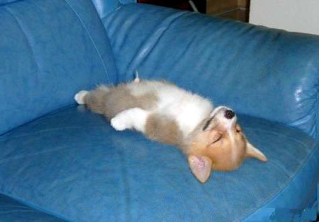 Dog Sleeping On Sofa Funny Picture