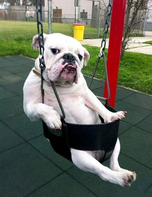 Dog Swinging Funny Animal Picture