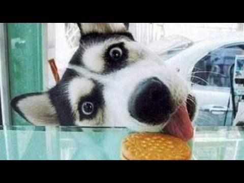 Dog Trying To Get His Biscuit Funny Animal Picture