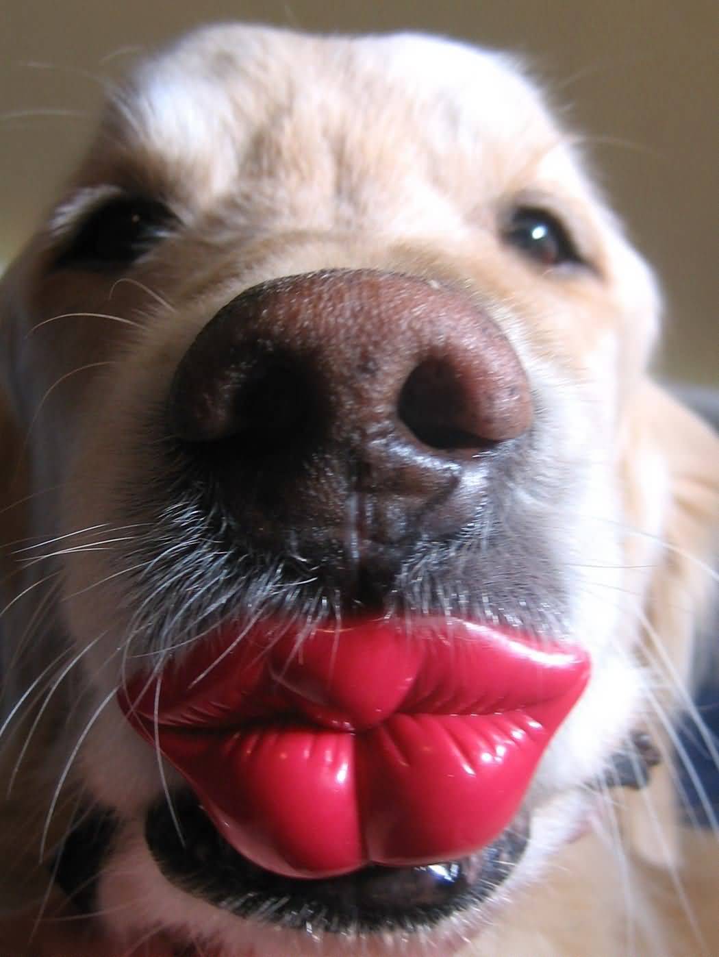 Dog With Funny Lips Picture