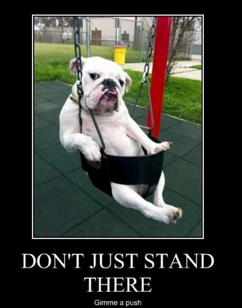 Don’t Just Stand There Give Me A Push Funny Dog On Swing