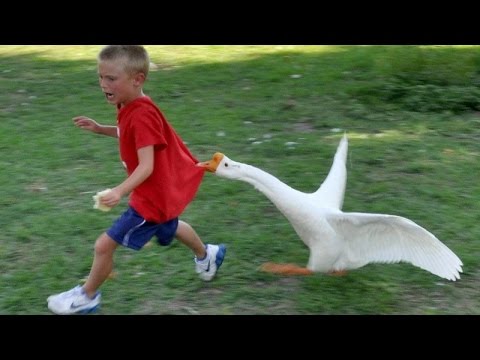 Duck Catching Boy Funny Animal Picture