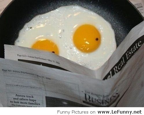 Egg Omelette Reading Newspaper Funny Photo