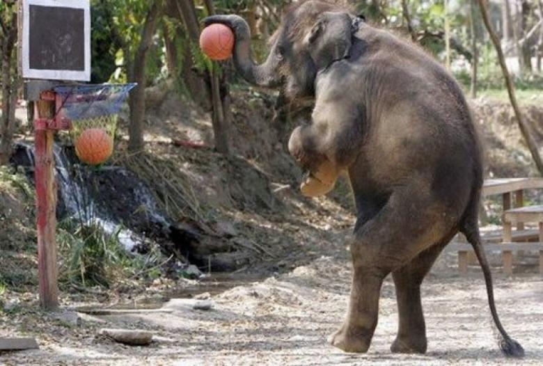Elephant Playing Basketball Funny Picture