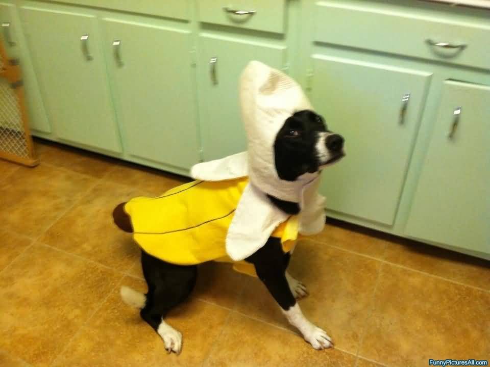 Funny Banana Costume For Pet