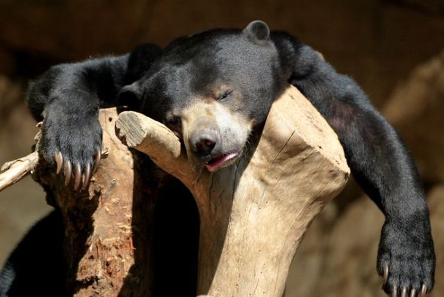 Funny Bear Sleeping On Tree