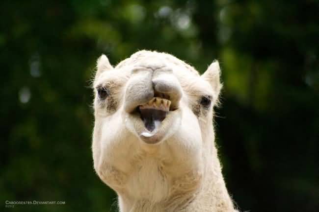 Funny Camel Face Picture