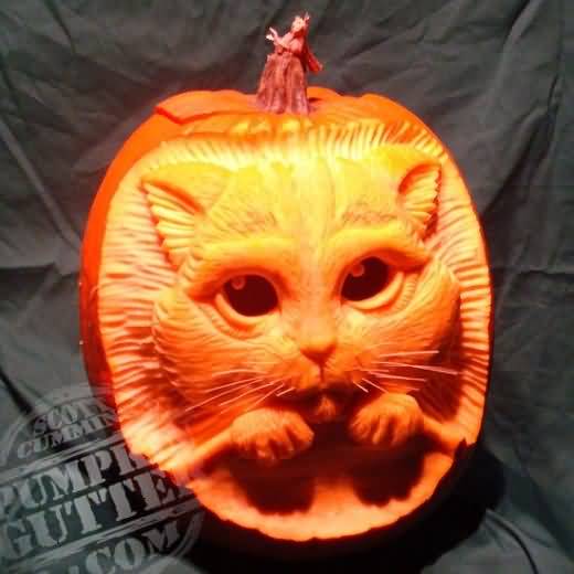 Funny Cat Face Pumpkin Image