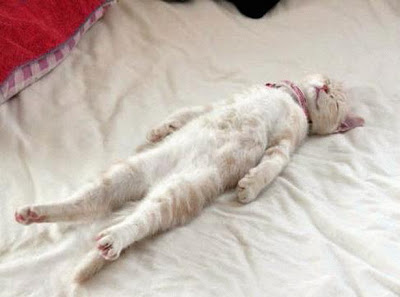 Funny Cat Sleeping In Straight Position