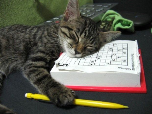 Funny Cat Sleeping On Book