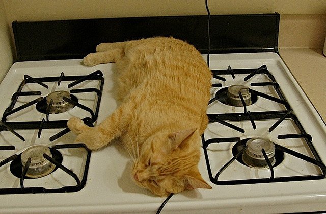 Funny Cat Sleeping On Gas Stove