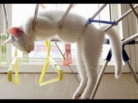 Funny Cat Sleeping On Stand