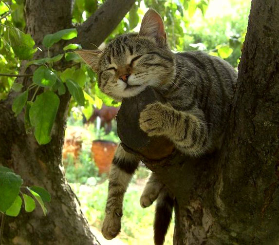 Funny Cat Sleeping On Tree