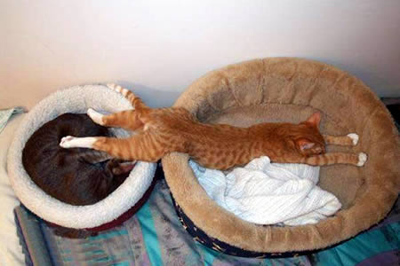 Funny Cat Sleeping On Two Beds