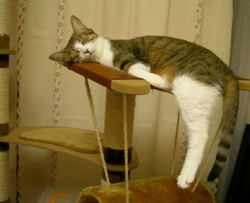 Funny Cat Sleeping Posture