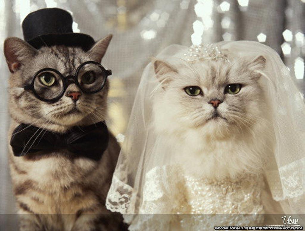 Funny Cat Wedding Picture