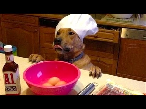 Funny Chef Dog Picture