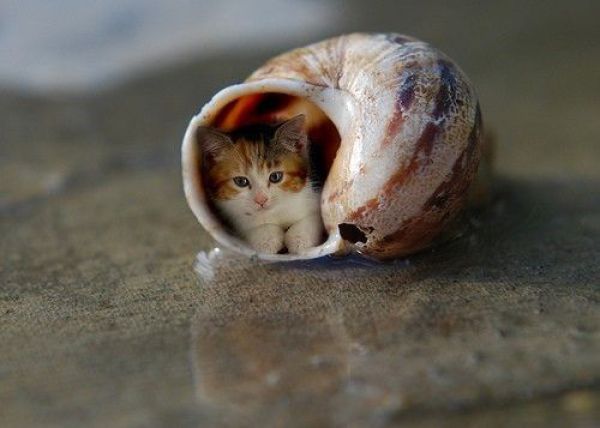 Funny Cute Kitten In Shell Picture