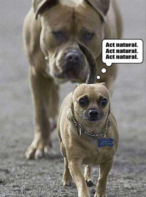Funny Dog Animal Act Natural Picture