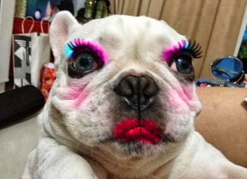 Funny Dog Animal With Makeup
