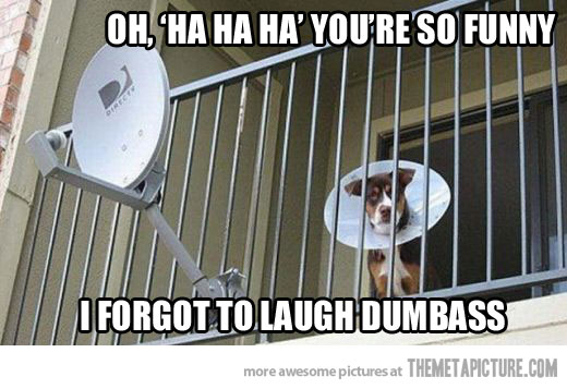 Funny Dog Cone Satellite Dish