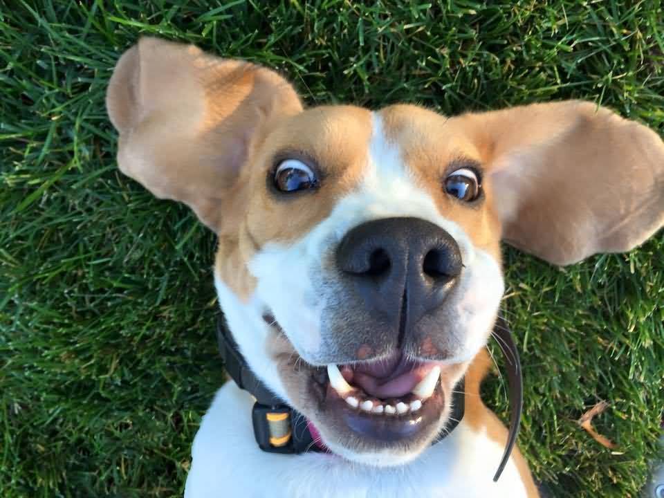 Funny Dog Face During Selfie