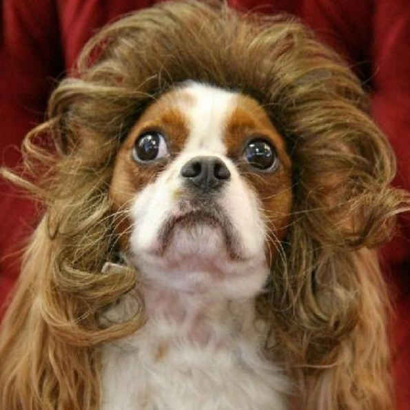 Funny Dog Hairstyle Photo