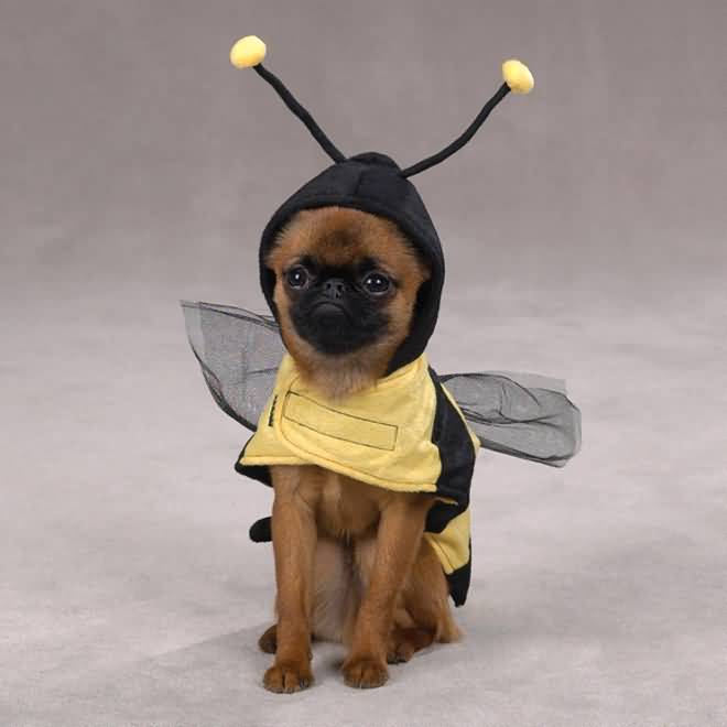 Funny Dog In Bee Costum e