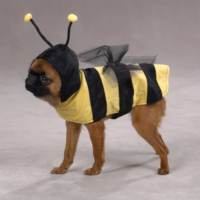 Funny Dog In Bee Costume