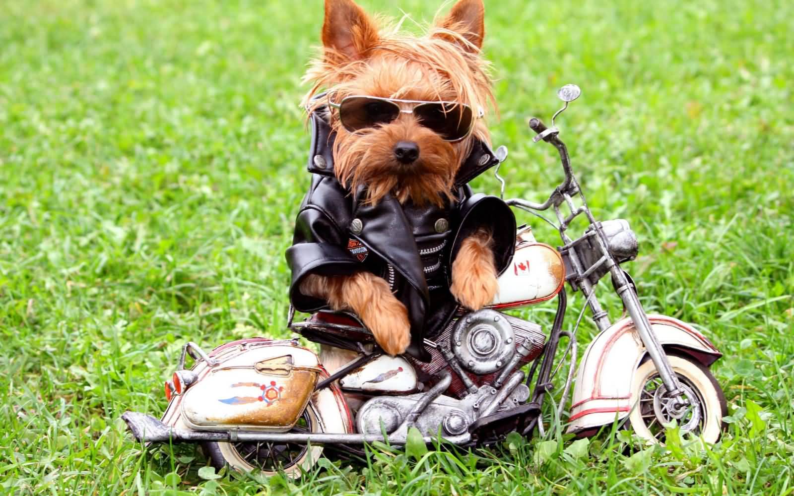Funny Dog In Biker Suit