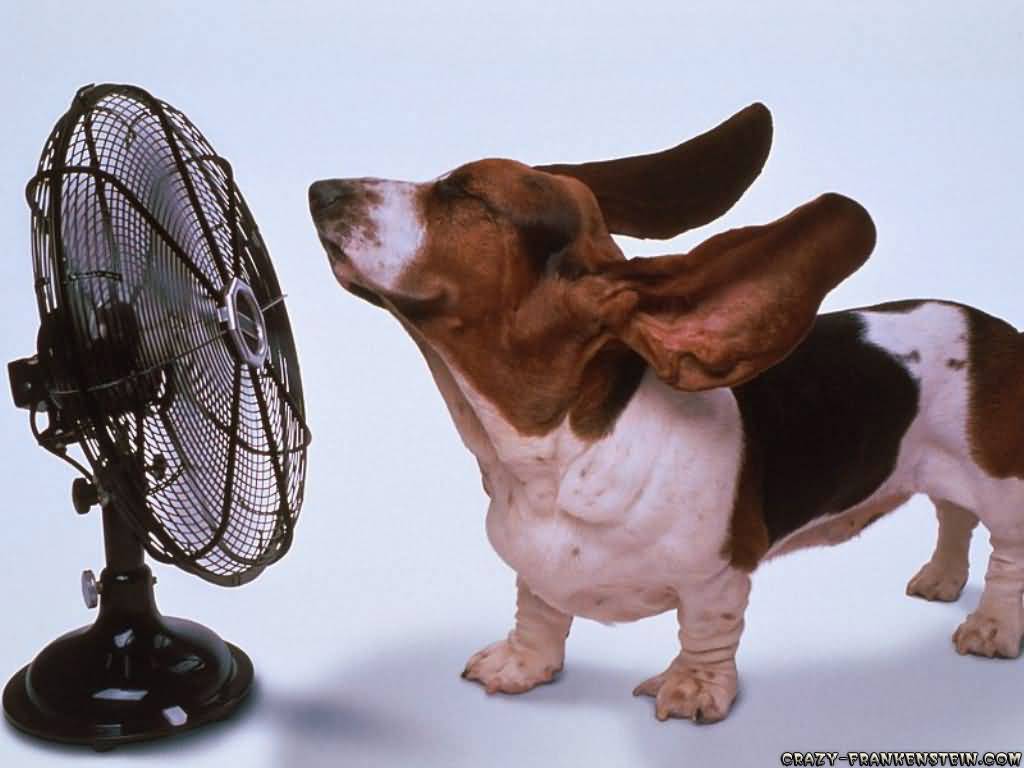 Funny Dog In Front Of Table Fan