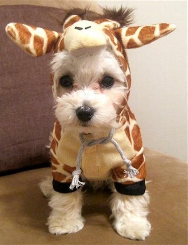 Funny Dog In Giraffee Costume